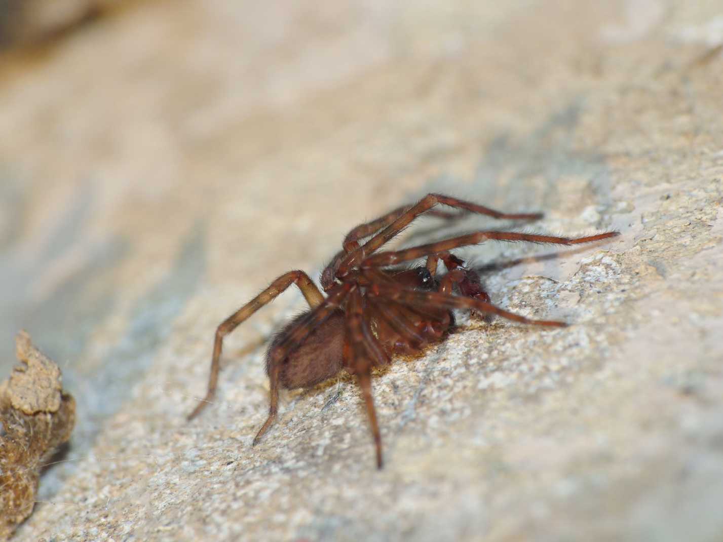 Amaurobius erberi
